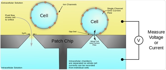 Automated patch clamp set up Automated patch clamp set up