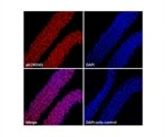 Directly Conjugated Antibodies Against Neuronal and Glial Markers