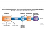 Endocytosis and Dynamin Inhibitors