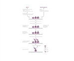 Explaining Immunostaining Protocols