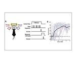 Analyzing mouse’s potential as animal model of decision-making