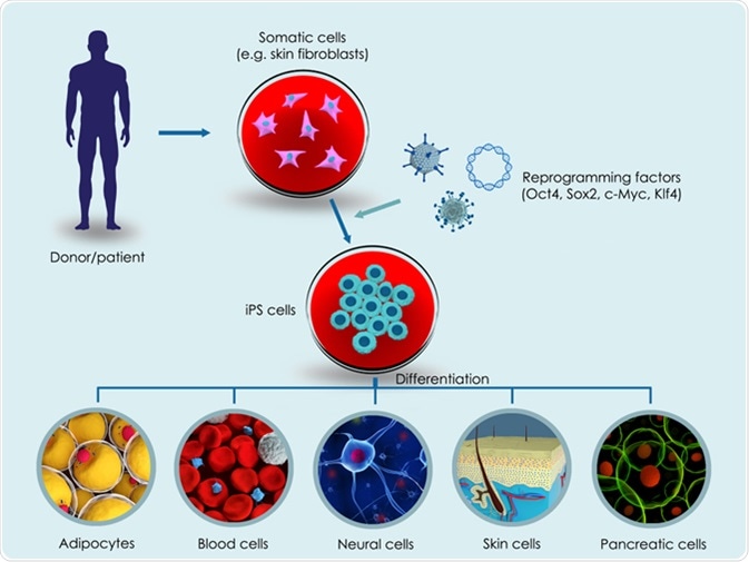 3d illustration of the making of induced pluripotent stem cells (iPSCs). Image Credit: Meletios Verras / Shutterstock