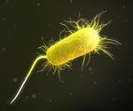 Structure and Role of Pili in Prokaryotes