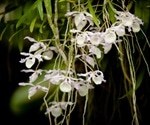 Using NMR to Characterize Orchid Polysaccharides for Potential Pharmaceuticals