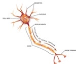 Small Fiber Neuropathy Symptoms and Causes