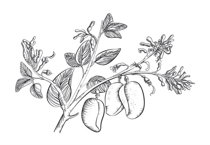 Griffonia Simplicifolia. Image Credit: Pisicasfioasa / Shutterstock