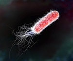 Structure and Role of Flagella in Prokaryotes