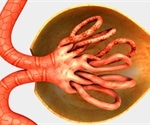 Anatomy of the Kidney