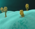 Antigen Characteristics