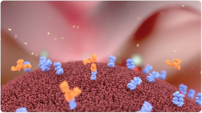 Engineered antibodies bound to cancer cell - By Alpha Tauri 3D Graphics Engineered antibodies bound to cancer cell - By Alpha Tauri 3D Graphics