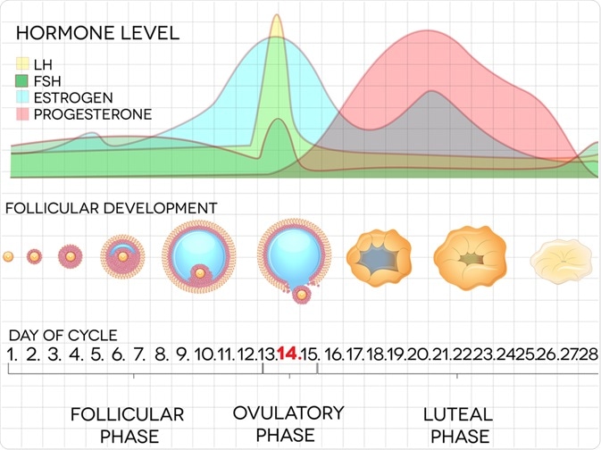The menstrual cycle - By Tefi The menstrual cycle - By Tefi