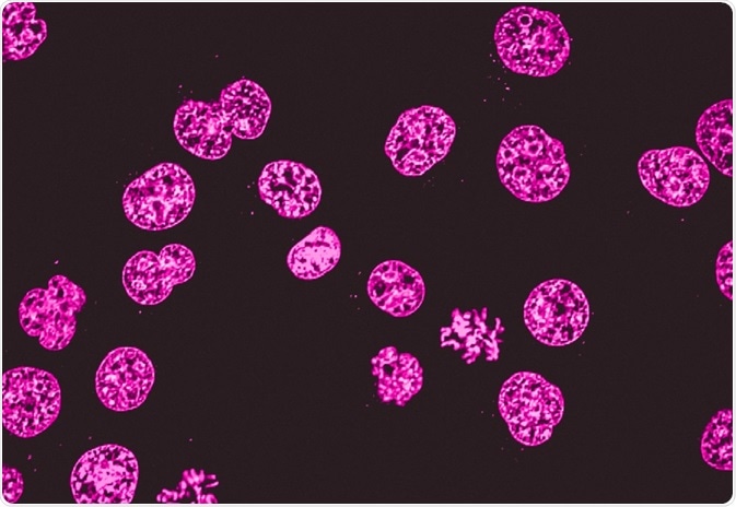 Fluorescent images -By Vshivkova