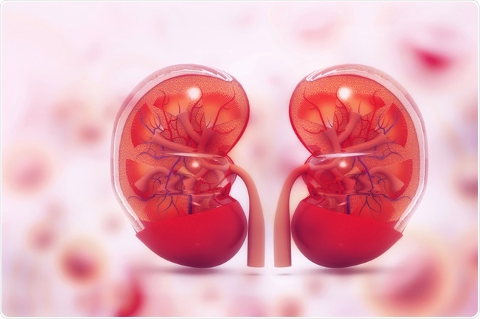 The kidneys - By crystal light The kidneys - By crystal light