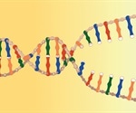 Holliday Junctions in DNA Replication