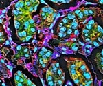 The Challenges, Applications and Research Scope of Cell Lines