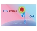 Evaluating CAR Expression for CAR-T Cell Therapy