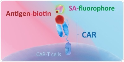 Evaluating CAR Expression for CAR-T Cell Therapy