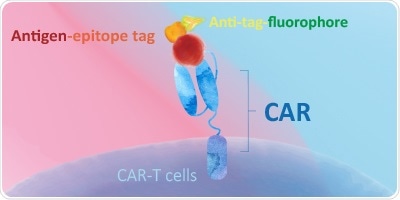 Evaluating CAR Expression for CAR-T Cell Therapy
