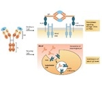 Key Features of SPR-Verified Fc Receptor Proteins