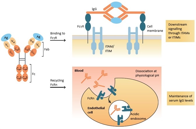 Function of Fc receptor