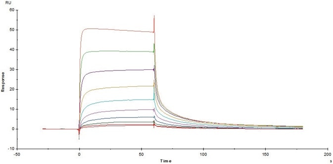 Immobilized Cynomolgus/Rhesus macaque FcRn Protein (Cat. No. FCM-C5284) on CM5 Chip via anti-His antibody, can bind Herceptin with an affinity constant of 0.403 μM as determined in a SPR assay (Biacore T200).