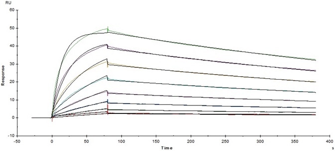 Immobilized Human Fc gamma RI/CD64, His Tag (Cat. No. FCA-H52H2) on CM5 Chip via anti-His antibody, can bind Herceptin with an affinity constant of 5.45 nM as determined in a SPR assay (Baicore T200).