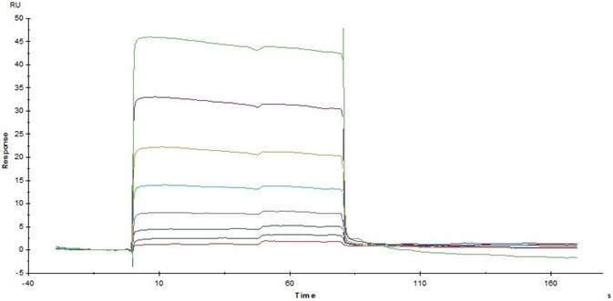 Immobilized Human CD32a (R167) (Cat. No. CDA-H5221) on CM5Chip via anti-His antibody, can bind Rituximab with an affinity constant of 3.12 μM as determined in SPR assay (Biacore T200).