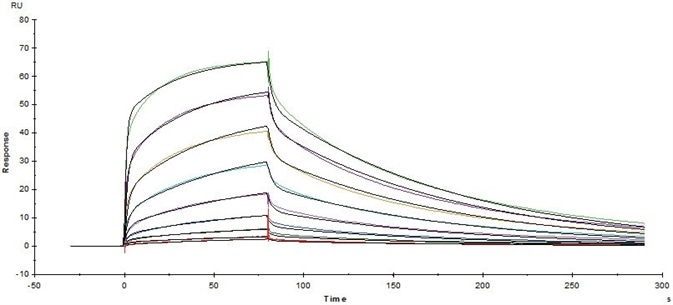 Immobilized Human CD16a (V176) Protein (Cat. No. CD8-H52H4) on CM5Chip via anti-His antibody, can bind Herceptin with an affinity constant of 163 nM as determined in SPR assay (Biacore T200).