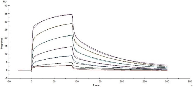 Immobilized Biotinylated Human CD16a (V176), His Tag, Avi Tag(Cat. No. CDA-H82E9) on Series S Sensor Chip CAP via Biotin Capture can bind Rituximab with an affinity constant of 0.261 μM as determined in a SPR assay (Biacore T200).