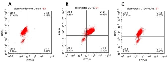 293 cells were transfected with FCM63-scFv and RFP tag. 2x105 of the cells were first incubated with A. Biotinylated protein control. B. Recombinant biotinylated human CD19 (Cat. No. CD9-H8259, 10ug/ml). C. Recombinant biotinylated human CD19 (Cat. No. CD9-H8259, 10 µg/ml) and FMC63(Mouse anti-CD19 antibody). FITC Streptavidin was used to analyze with FACS. RFP was used to evaluate CAR(FMC63-scFv) expression and FITC was used to evaluate the binding activity of recombinant biotinylated human CD19 (Cat. No. CD9-H8259).