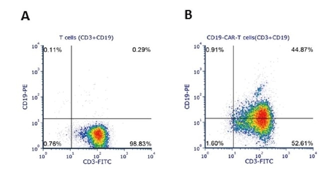 Human T cells were lentivirally transduced with anti-CD19 CAR and cultured for 11 days. Eleven days post-transduction, 1e6 cells were stained for the expression of CD3 and anti-CD19 CAR with FITC anti-human CD3 antibody and biotinylated human CD19 (Cat. No. CD9-H8259) followed by PE-conjugated streptavidin, respectively. A. Non-transduced T cells were used as a control for gating of CAR expression. (Data are kindly provided by Beijing Bowei Huaen Medical Technology Co. Ltd.)