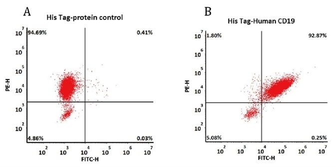 293 cells were transfected with FMC63-scFv and RFP tag. 2e5 of the cells were first incubated with A. His Tag-protein control. B. Recombinant human CD19, His Tag (Cat. No. CD9-H52H2, 10 μg/ml). The FITC Anti-6xHis tag antibody was used to analyze with FACS. RFP was used to evaluate CAR(FMC63-scFv) expression and FITC was used to evaluate the binding activity of recombinant human CD19, His Tag (Cat. No. CD9-H52H2).