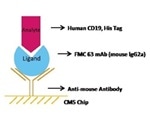 High-Affinity CD19 for CAR-T Cell Therapy