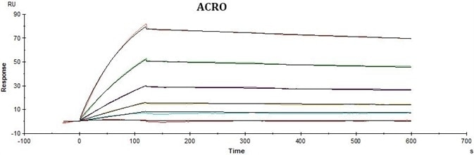 High-Affinity CD19 for CAR-T Cell Therapy