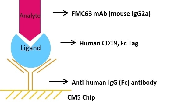 High-Affinity CD19 for CAR-T Cell Therapy
