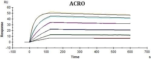High-Affinity CD19 for CAR-T Cell Therapy