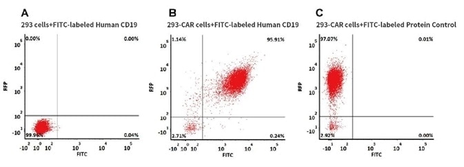 293 cells were transfected with anti-CD19-scFv and RFP tag. 2e5 of the cells were stained with B. FITC-labeled Human CD19 (20-291), Fc Tag (Cat. No. CD9-HF251, 10 µg/ml) and C. FITC-labeled protein control. A. Non-transfected 293 cells and C. FITC-labeled protein control were used as negative control. RFP was used to evaluate CAR (anti-CD19-scFv) expression and FITC was used to evaluate the binding activity of FITC-labeled Human CD19 (20-291), Fc Tag (Cat. No. CD9-HF251).