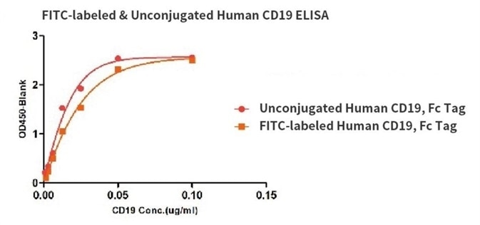 Binding activity of the Human CD19, Fc Tag before and after FITC labeling were evaluated in the above ELISA analysis. The result showed that the FITC-labeled and Unconjugated Human CD19, Fc Tag have almost the same binding activity.