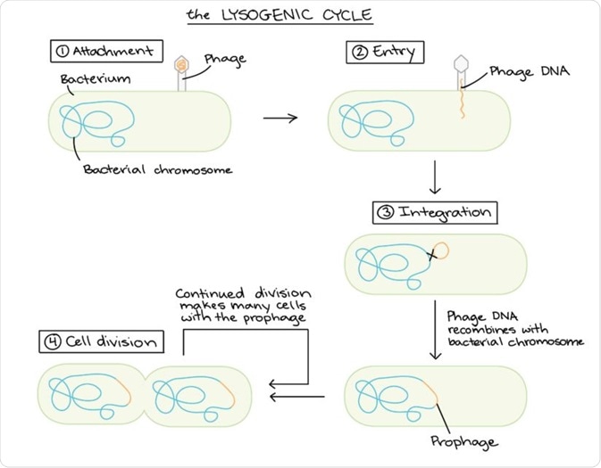 Lysogenic cycle Lysogenic cycle
