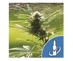 Restek launches new Oregon cannabis pesticide standards
