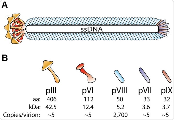 Phage structure Phage structure
