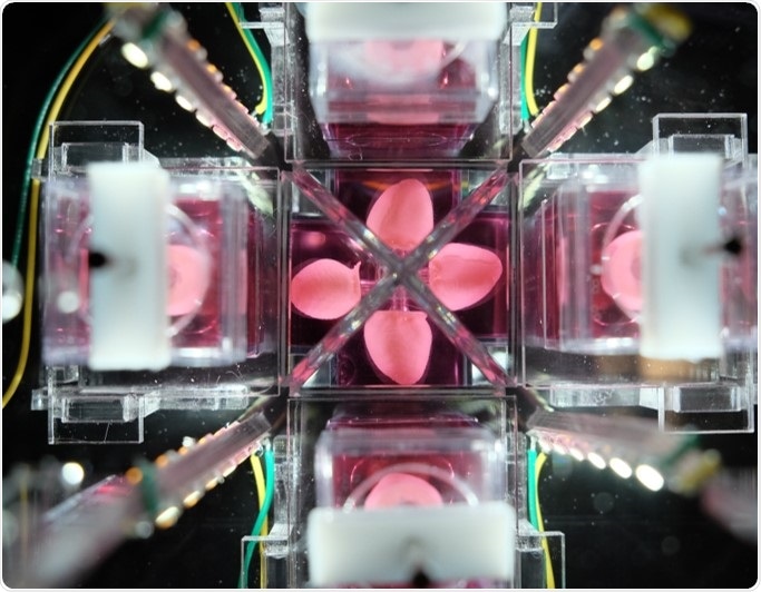 Multichamber of mini-hearts Multichamber of mini-hearts