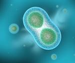 The Role of the SCF Complex In The Cell Cycle