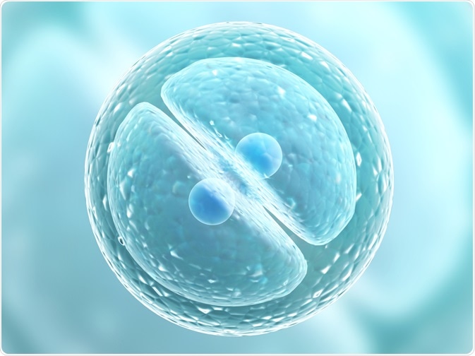 Eukaryotic cell undergoing mitosis. By Lukiyanova Natalia frenta