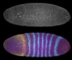 In vivo Fluorescence Microscopy