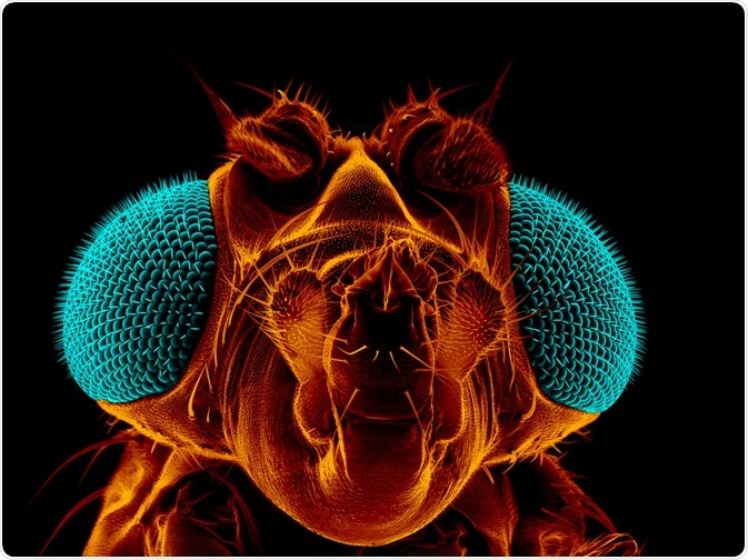 Drosophila image - by Heiti Paves Drosophila image - by Heiti Paves