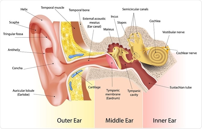 Detailed diagram of the ear, showing the three compartments - By SVETLANA VERBINSKAYA Detailed diagram of the ear, showing the three compartments - By SVETLANA VERBINSKAYA