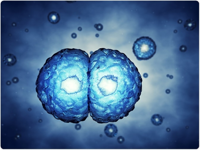 stem cells undergoing mitosis - illustration by nobeastsofierce stem cells undergoing mitosis - illustration by nobeastsofierce