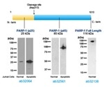 Developing Custom Antibodies to Study Proteolytic Pathways