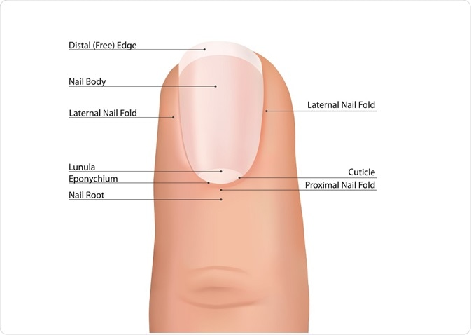 Anatomy of the fingernail - By Yoko Design Anatomy of the fingernail - By Yoko Design